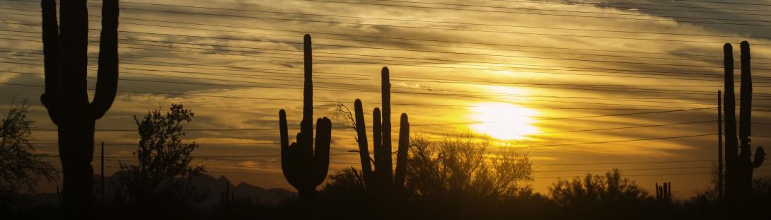Saguaro-Sunset